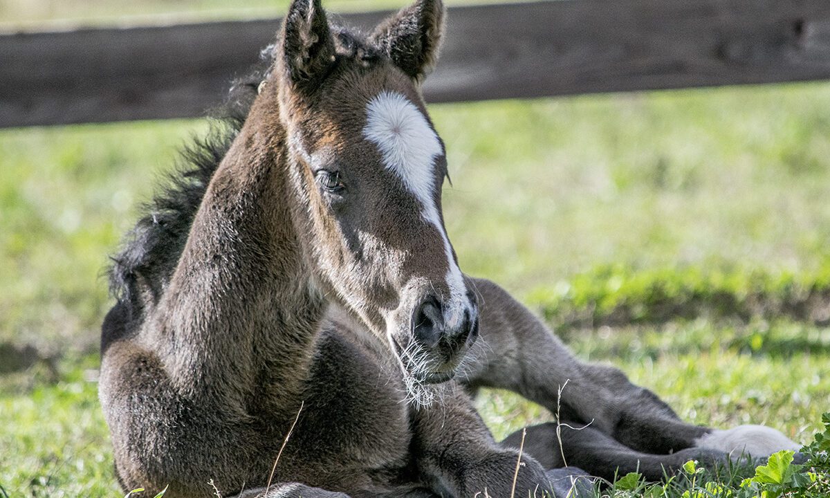 Foal