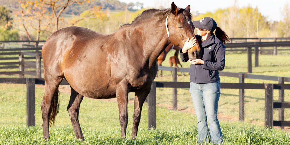 Pregnant Horse